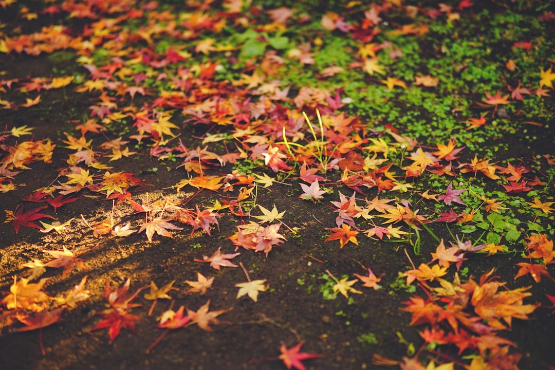 Best November Vacations: Top Destinations for a Fall Getaway