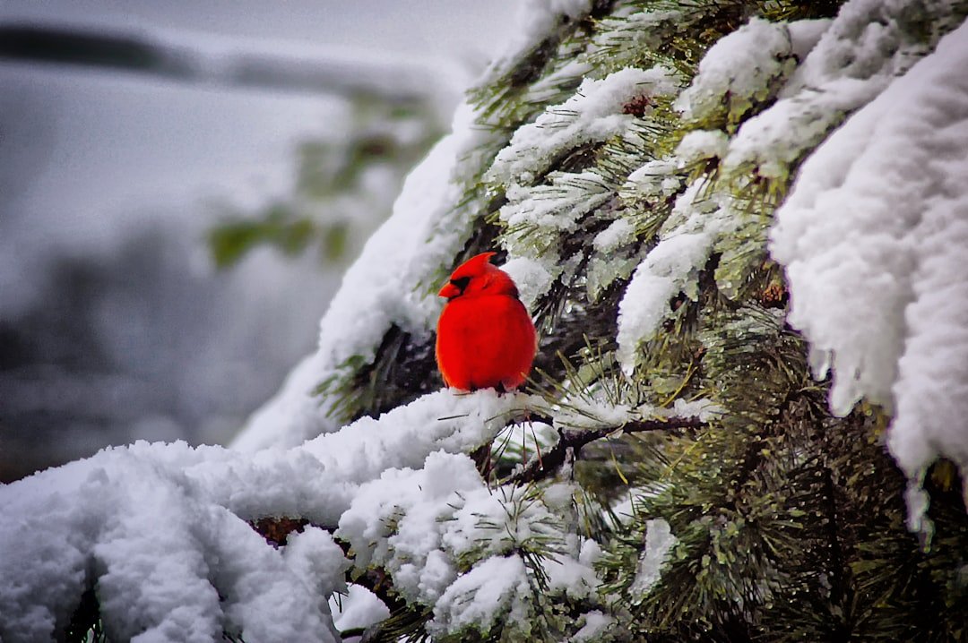 Top Christmas Vacation Destinations